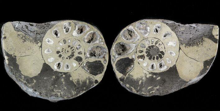 Pyritized Ammonite Fossil Pair #48050